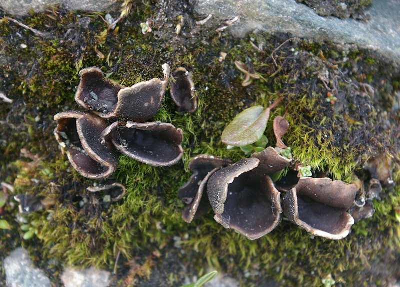 Helvella arcto-alpina